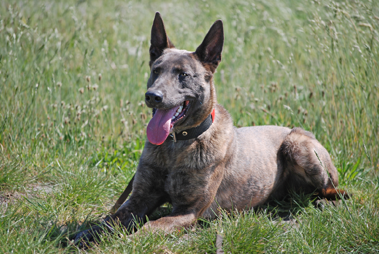 Te Koop Dogcentre Holland