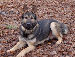 Honden bij ons in training - Combinatie