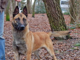 Honden bij ons in training - Dubbeldoel