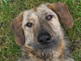 Nieuw bij Dogcentre Holland: Advies op maat