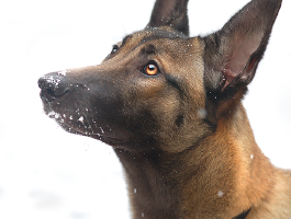 Gun uw hond ook een rustige kerstvakantie